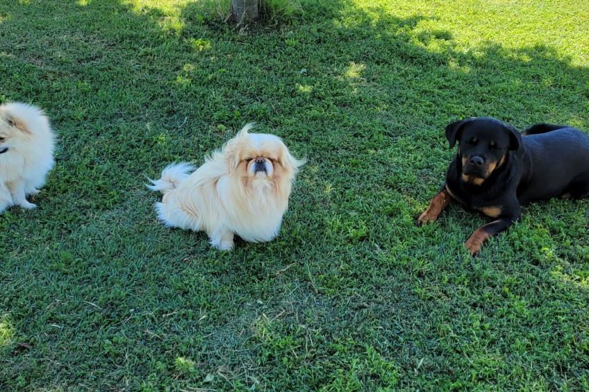 Wohnung 'Villa Jolanda Bed and Breakfast - foto 19