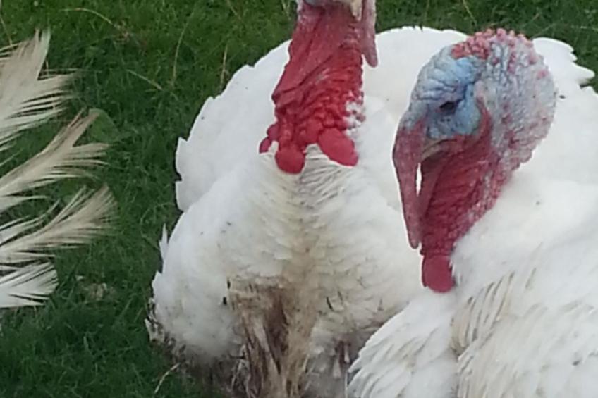 Scheunen Nest - foto 10