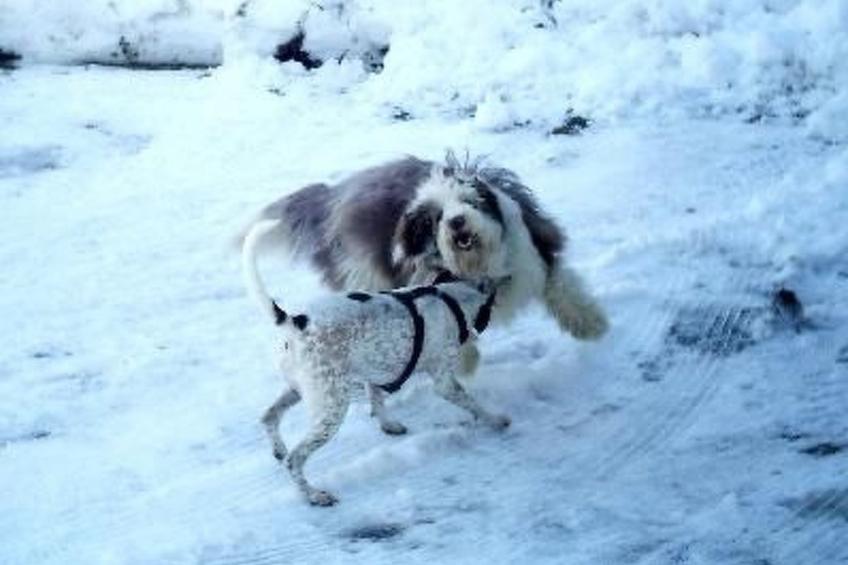 Falkenberg Wh 211 - foto 15