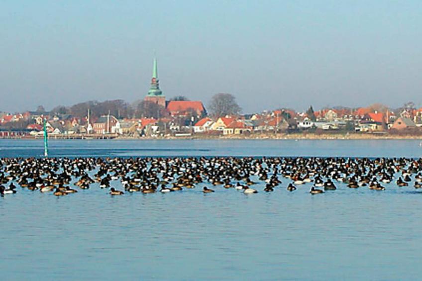 BF-ZGF3H - foto 12