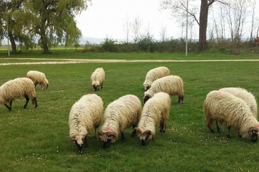 Schönes Ferienhaus in Grab mit Privatparkplatz und Bergblick - foto 43