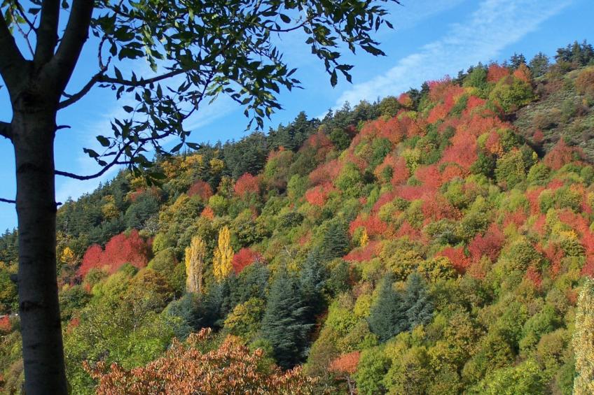 "Les Glycines" - foto 23