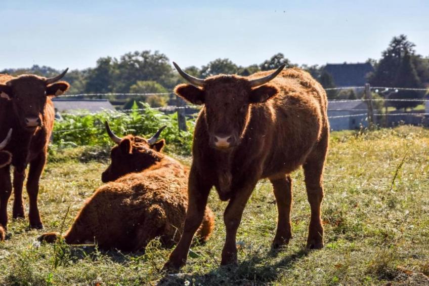 La Charmante - foto 25