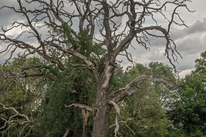 Haus Elbrose inmitten von Rosen mit Elbdeichzugang - foto 29