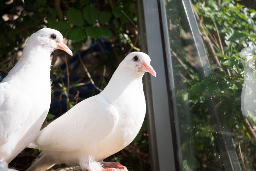 für 8 Personen in Agia Pelagia, Kreta - foto 34