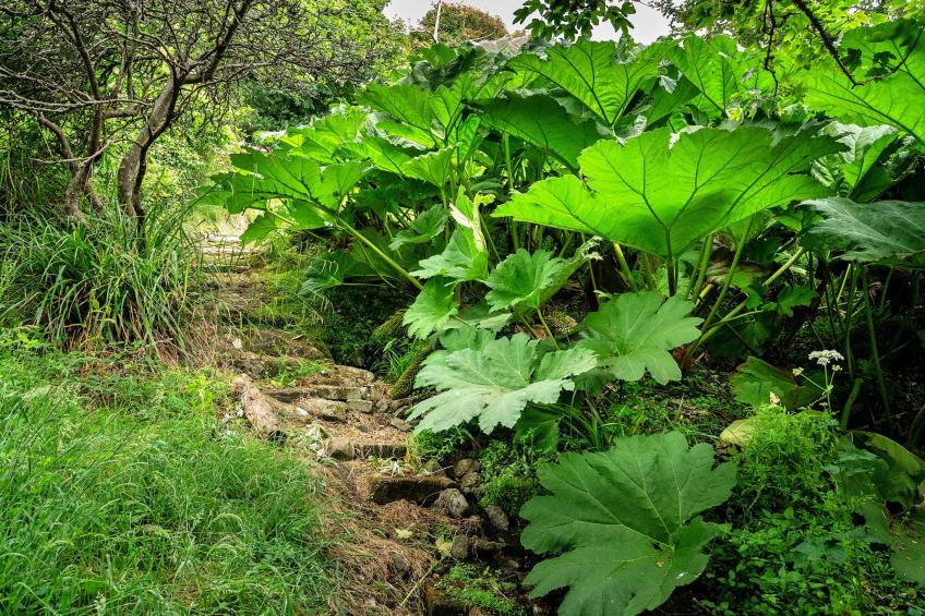 Tregatreath - foto 39