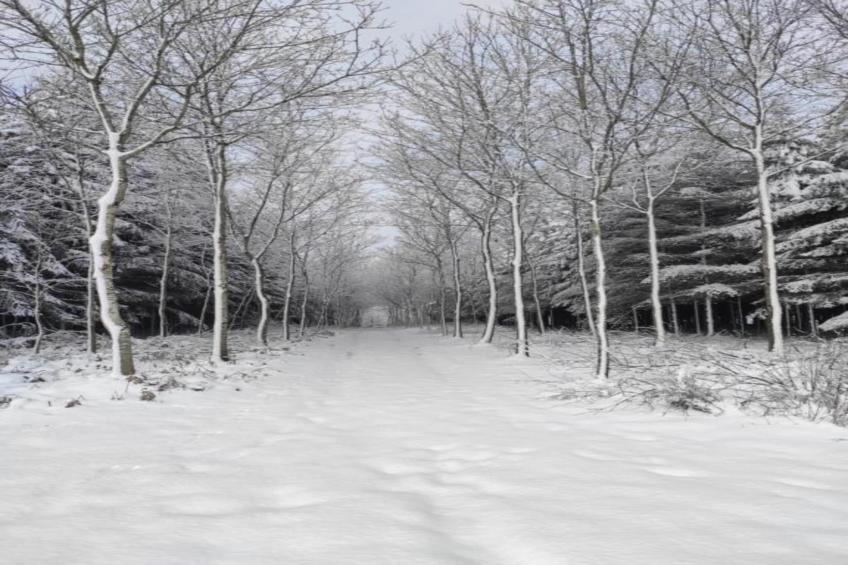 Sapin-Paul - foto 33