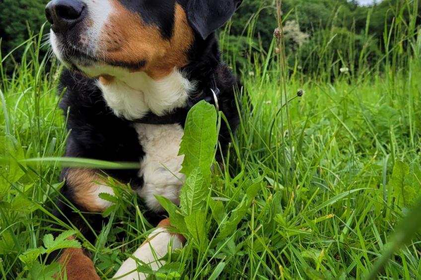 Chalet Staufenhof - foto 33