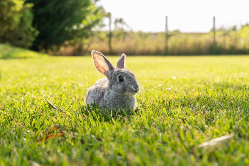 Unterkunft Caaleri - foto 19