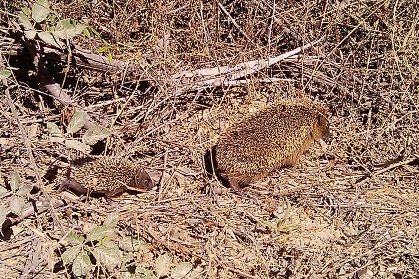Stazzo mit Garten in Luogosanto - foto 32