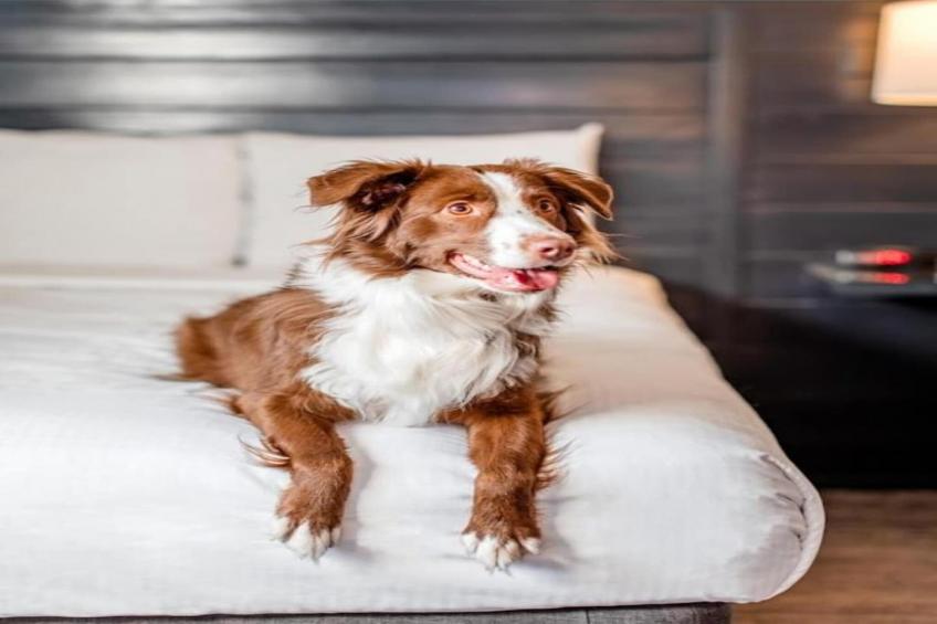 Pet Friendly King  Las Vegas Stay - foto 25
