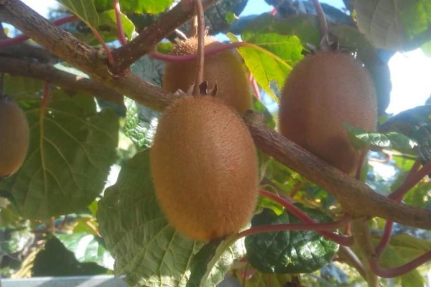 Unterkunft auf dem Bauernhof "La printanière" (Die Frühlingsfrau) - foto 29