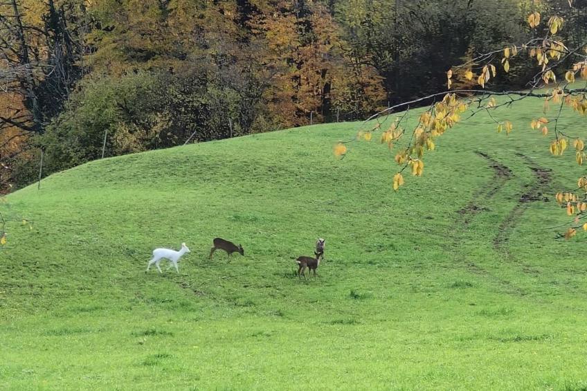 Traumblick Krattigen - foto 19