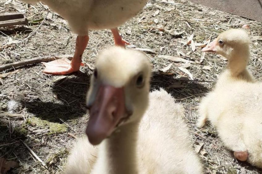 Leonie's Gîte Moulin de Tartay in Avignon - foto 32