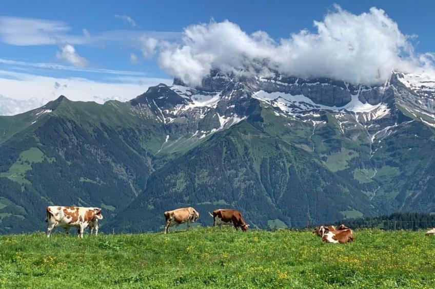 Peak App., Morgins - foto 23