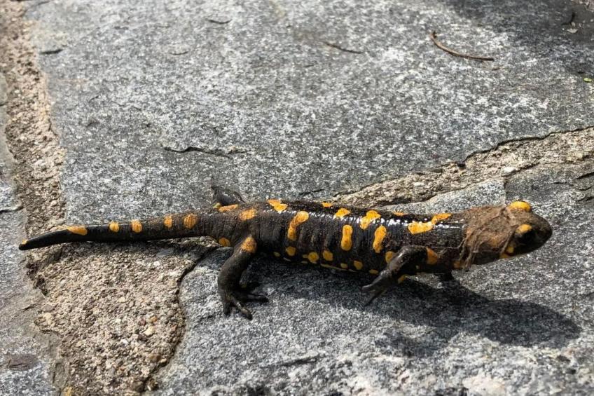 Casa Tintinnio - foto 25