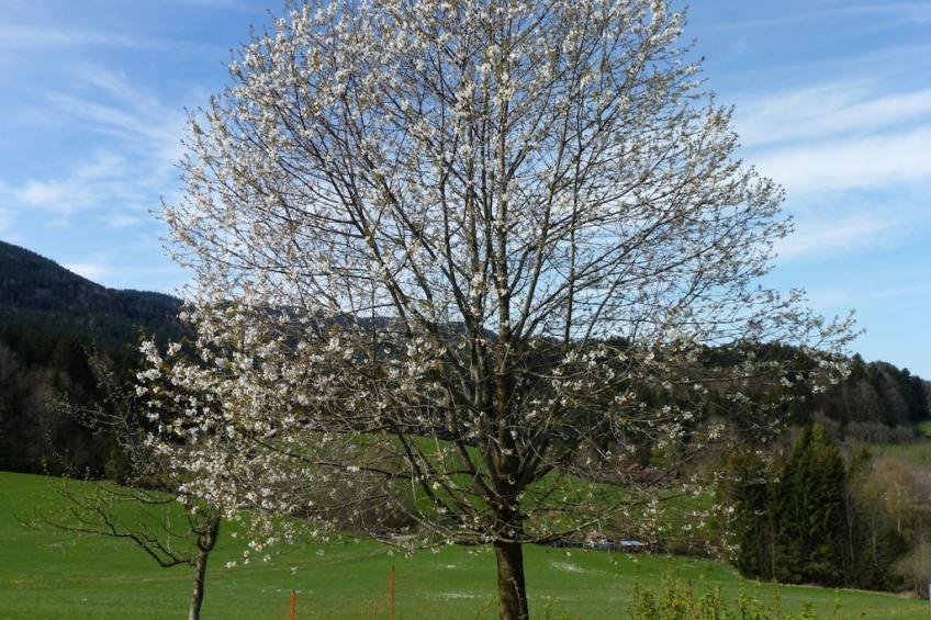 179043 - foto 13