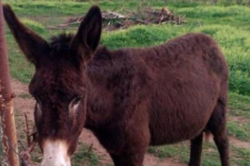 Wohnung "Authentisches korsisches Haus" - foto 24