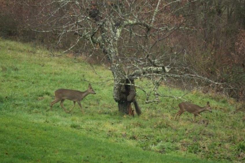 Luxuriöses Landhaus mit Pool - foto 43