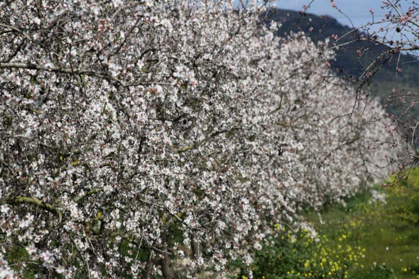 Maison à Muro - foto 29