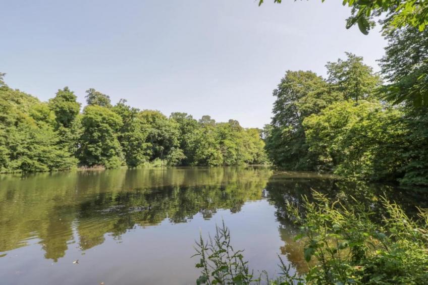 The Cornflower - foto 27