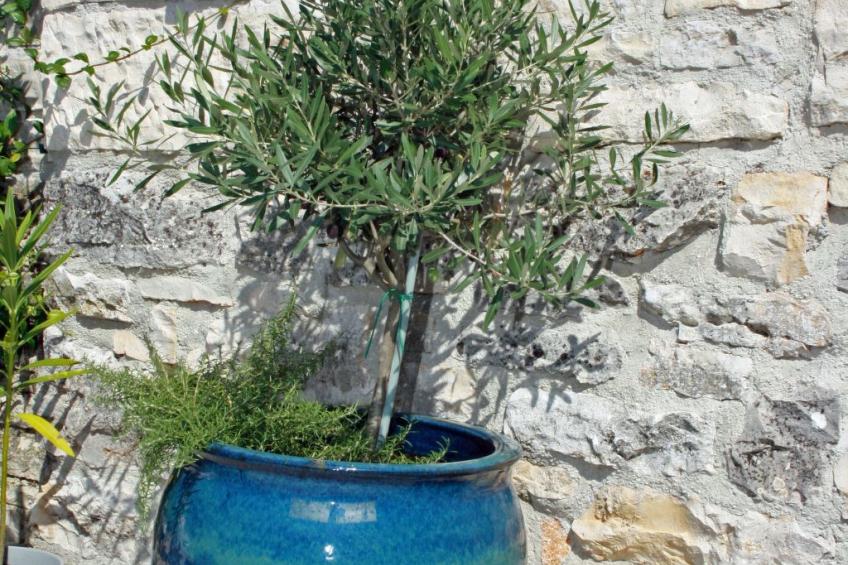 Art House Rovinj-Holiday - foto 48