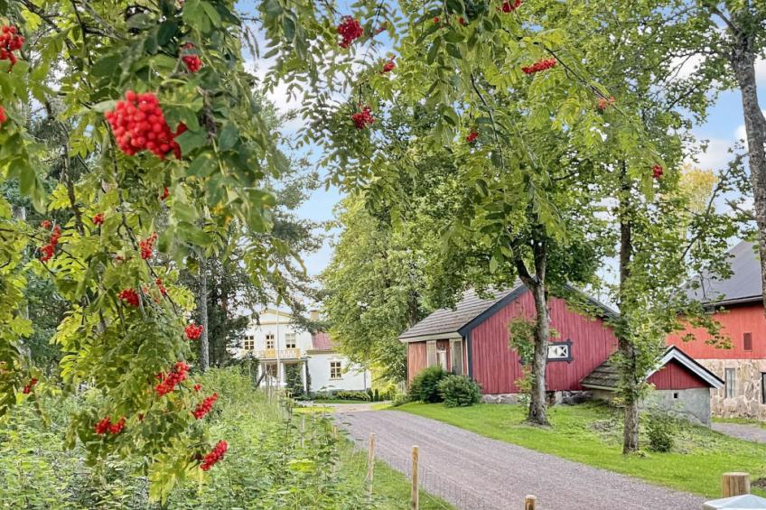 Punatulkku, seeteri - foto 74