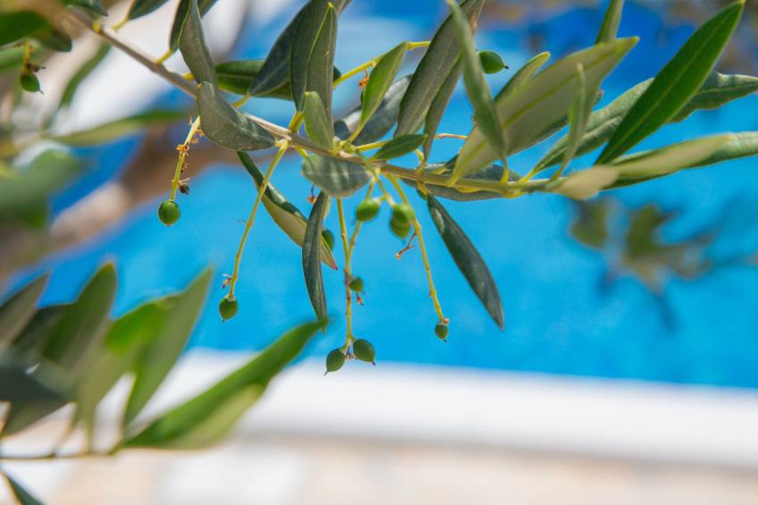 Holiday home Tina with Private pool - foto 24