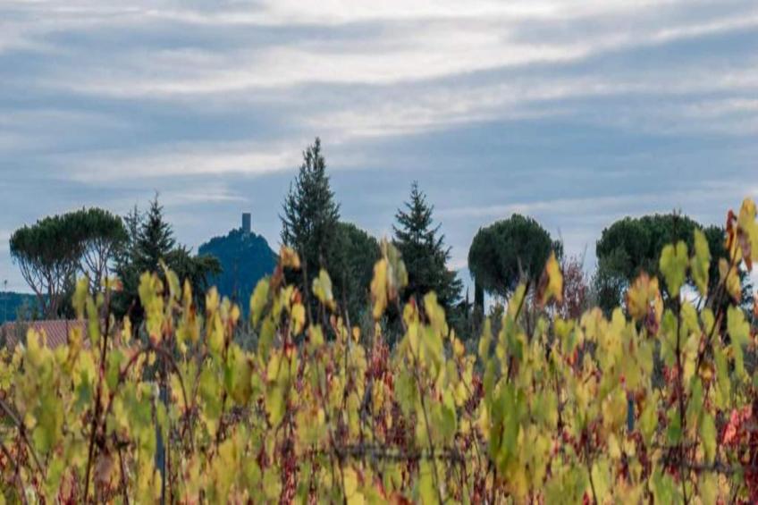 Castagneto1 - foto 27