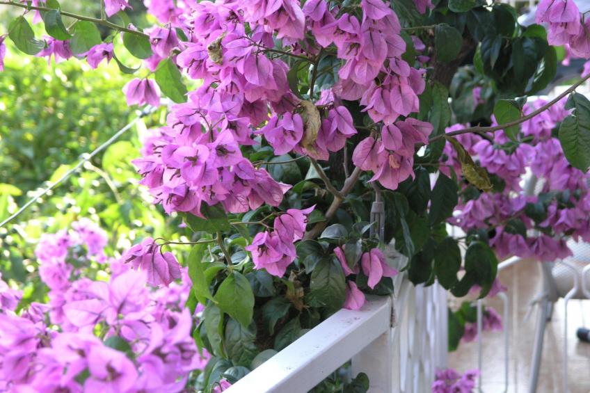 direkt am Strand - foto 29