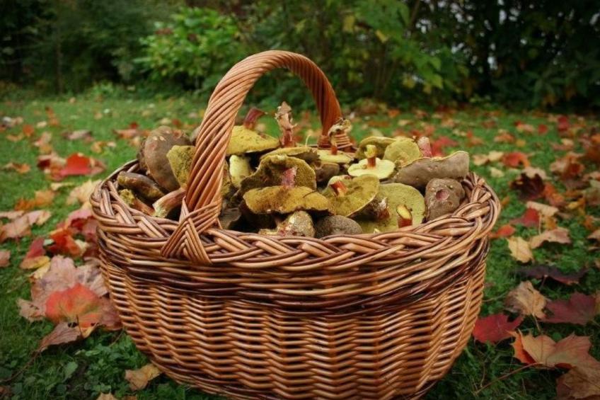 Fewo Altes Schulhaus - foto 26