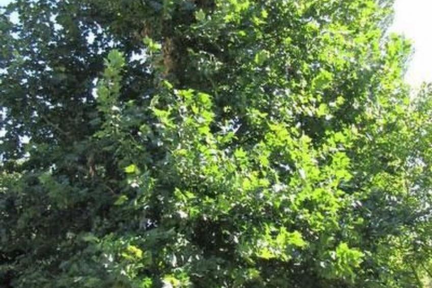 Villa Mais - foto 23