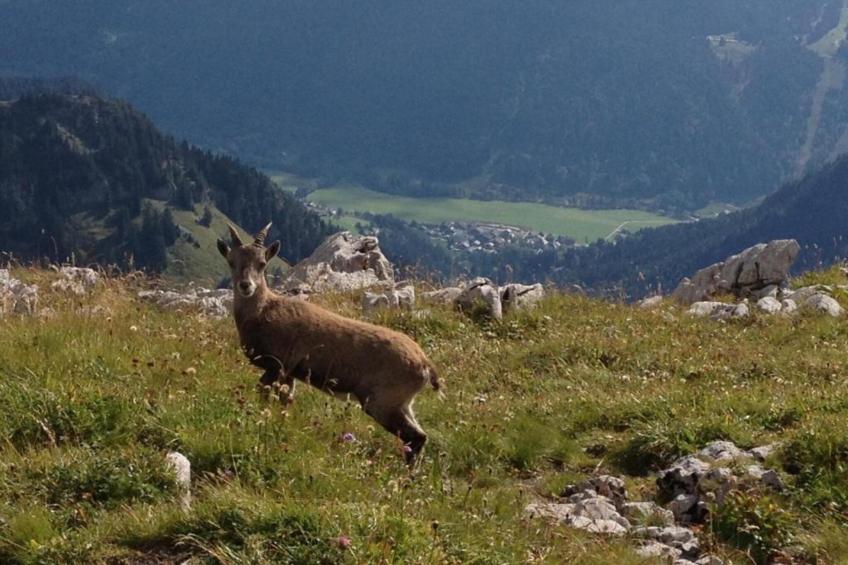 Chalet Montjoie - foto 32