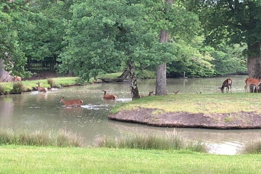 Maison de vacances - CHILLEURS-AUX-BOIS - foto 27
