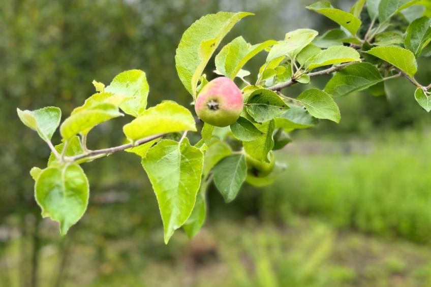Apfel-Häuschen - foto 36