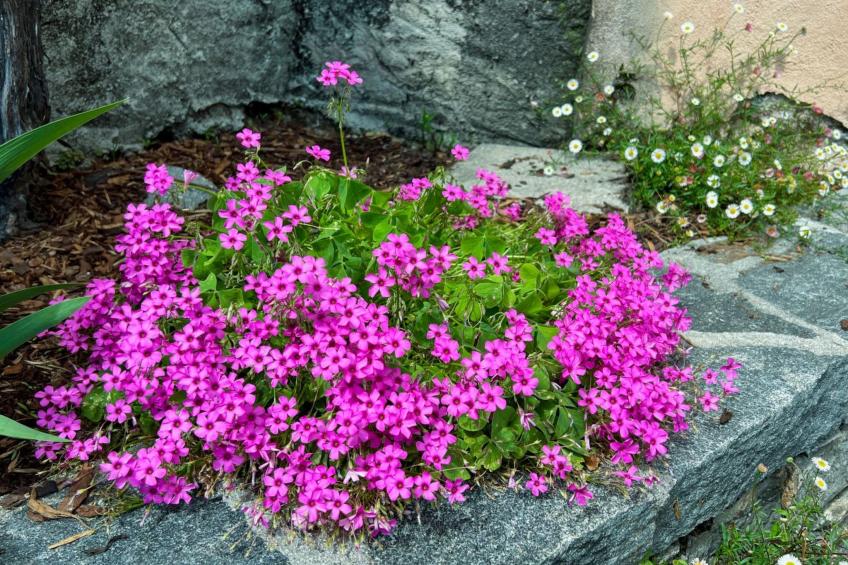 Casa Fior di Loto - foto 25