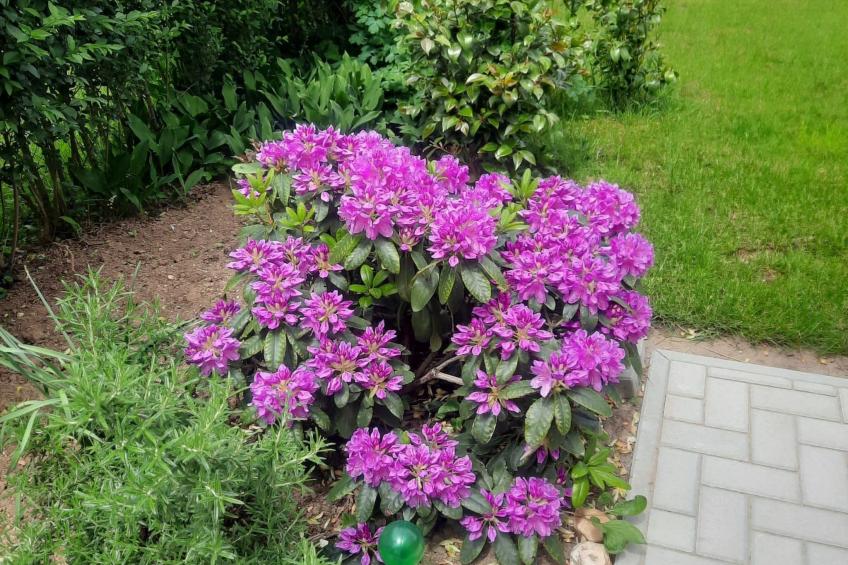 Klimatisiertes Ferienhaus in Bükfürdö mit Garten - foto 40