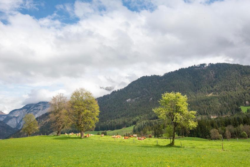 Ferienhaus - foto 38