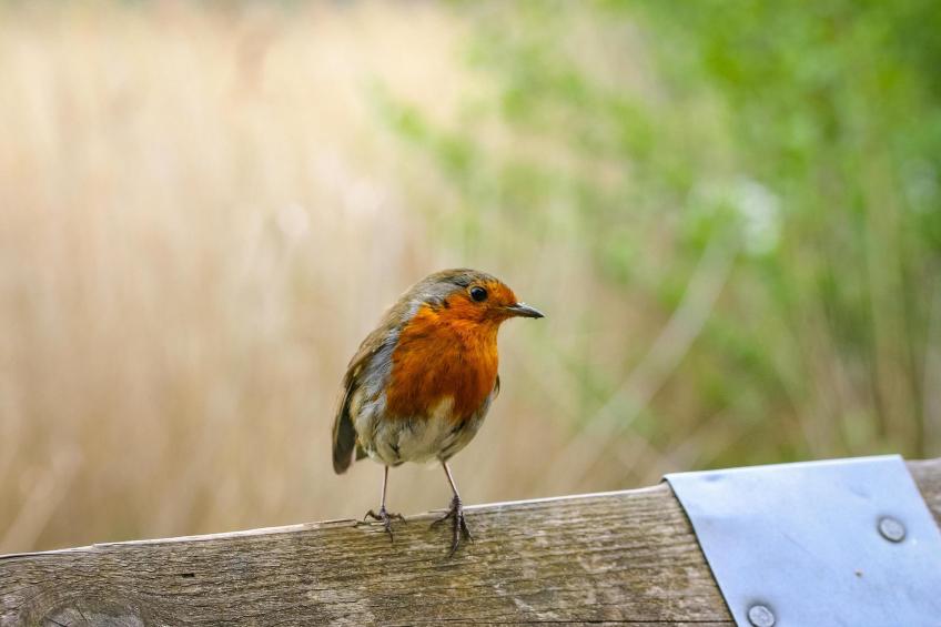 Eco Resort Grevelingenstrand - one dog - foto 30