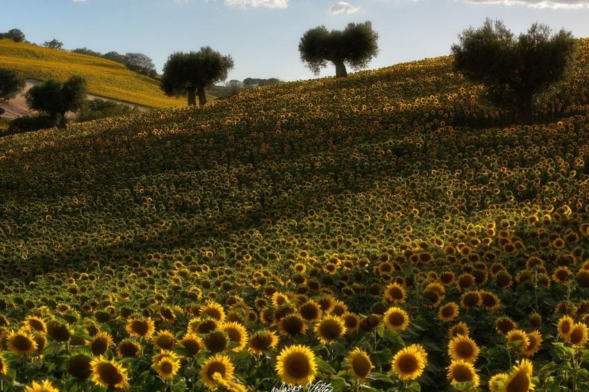 'Casa il Girasole' - foto 25