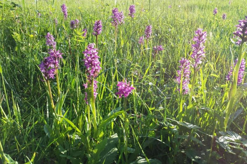 Bad Bayersoien - foto 29