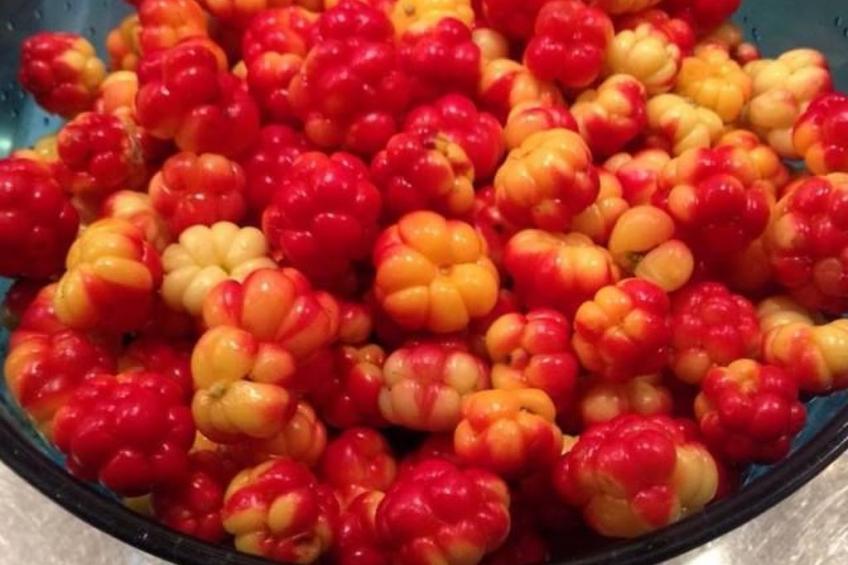 mit Garten, Grill und Terrasse - foto 40