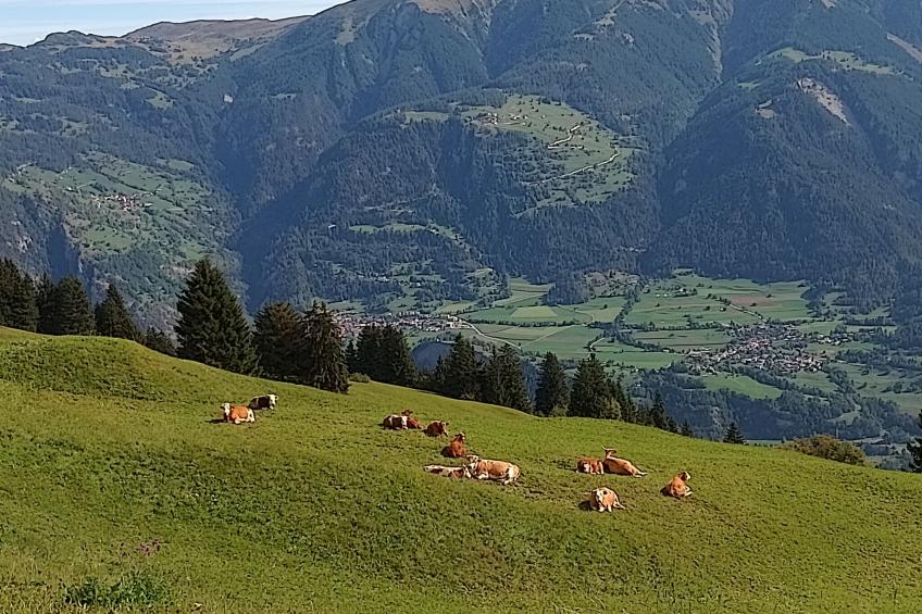 Maiensäss Rüs, (Präz), - foto 15