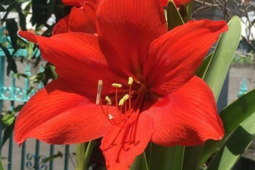 "Villa Radani" Pool und Garten - foto 18