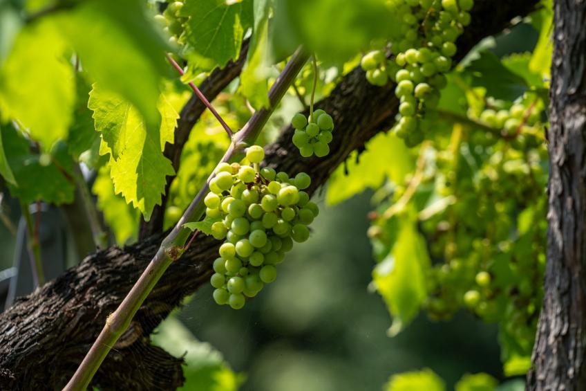 villa Valy - foto 36