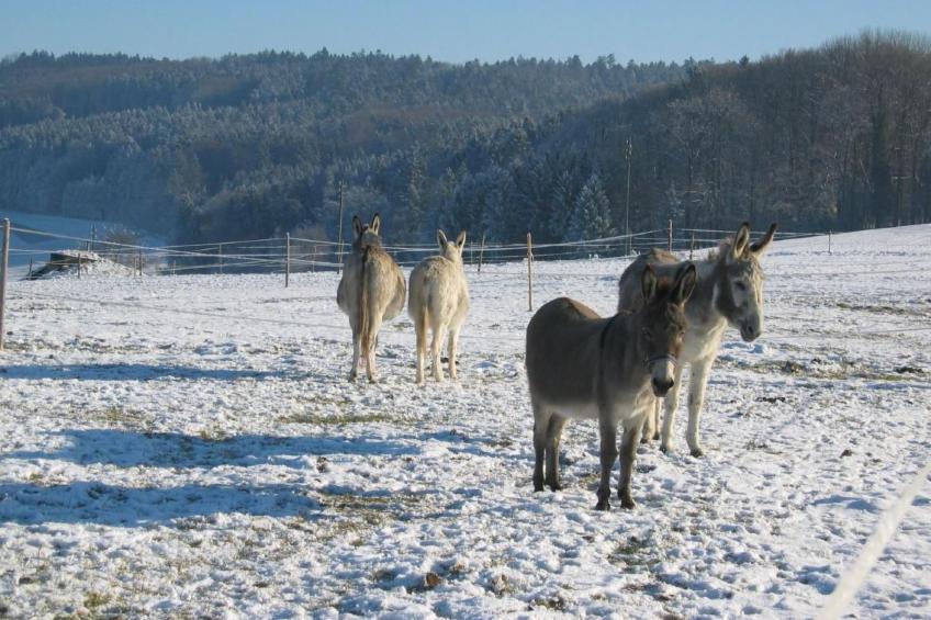 Tieroase Grünegg - foto 17