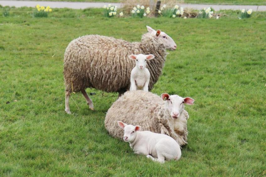 Recreatiepark Idskenhuizen 10 - foto 40