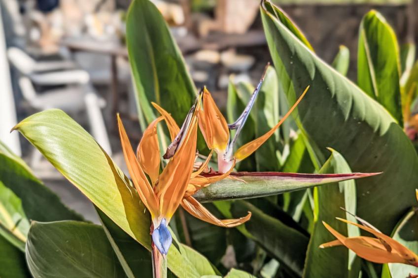 Finca Luz de Palmera - foto 4
