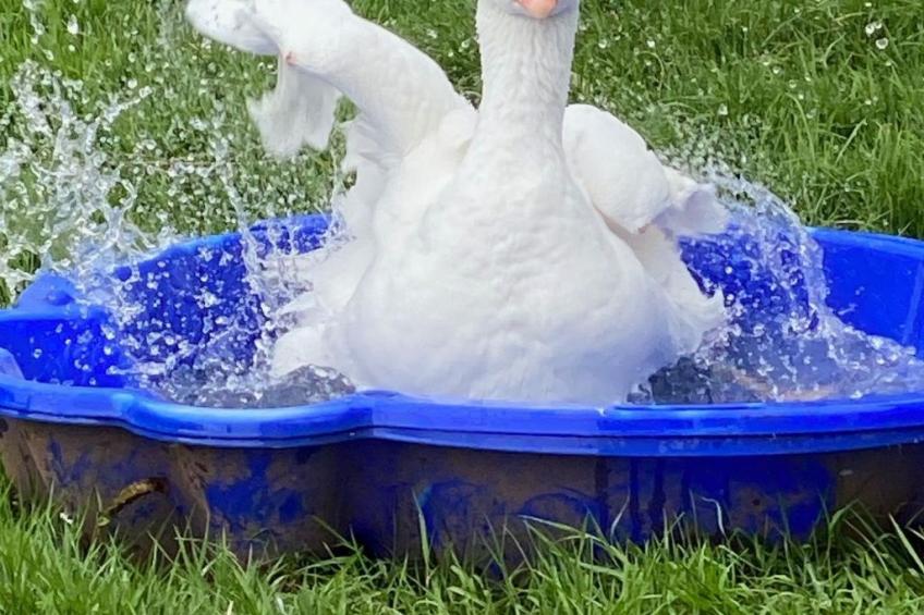 Scheunen Nest - foto 20