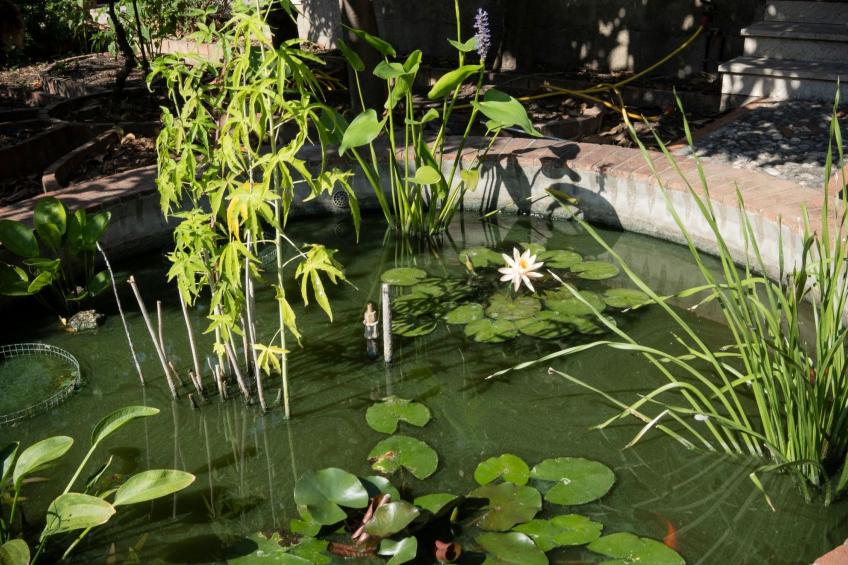 Die Orange und der Goldfisch - foto 18